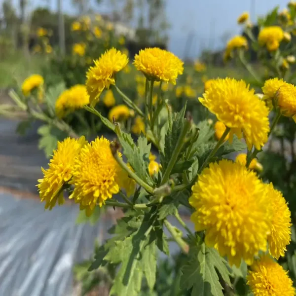 新北市農會真情食品館_天菊農場-杭菊(小罐) x3