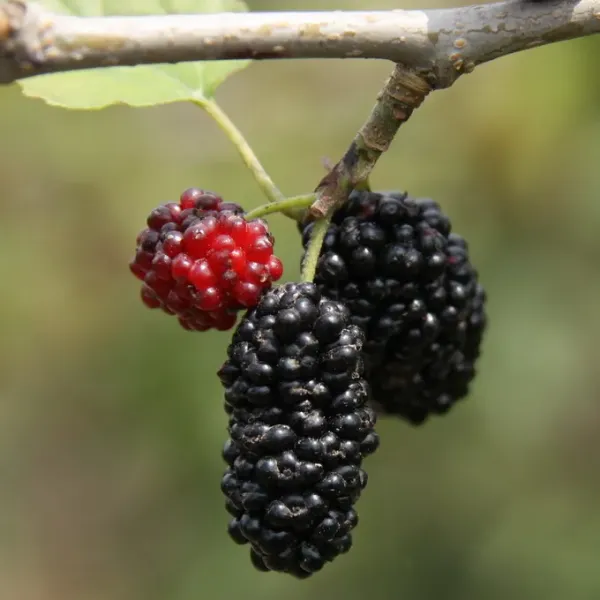 新北市農會真情食品館_雅緻禮盒-2入-B-01