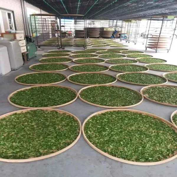 新北市農會真情食品館_玉露茶園-有機烏龍茶(150g)