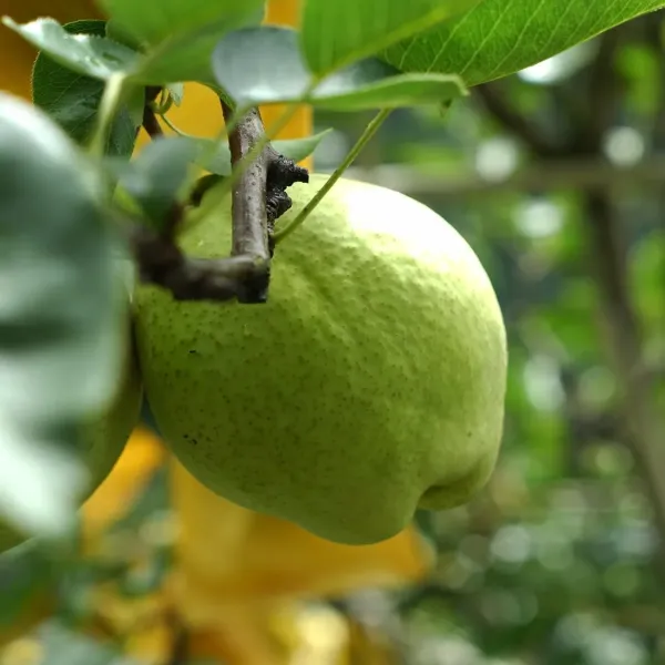 新北市農會真情食品館_梨山馥梨(蘋果梨)(6.5台斤/15粒)