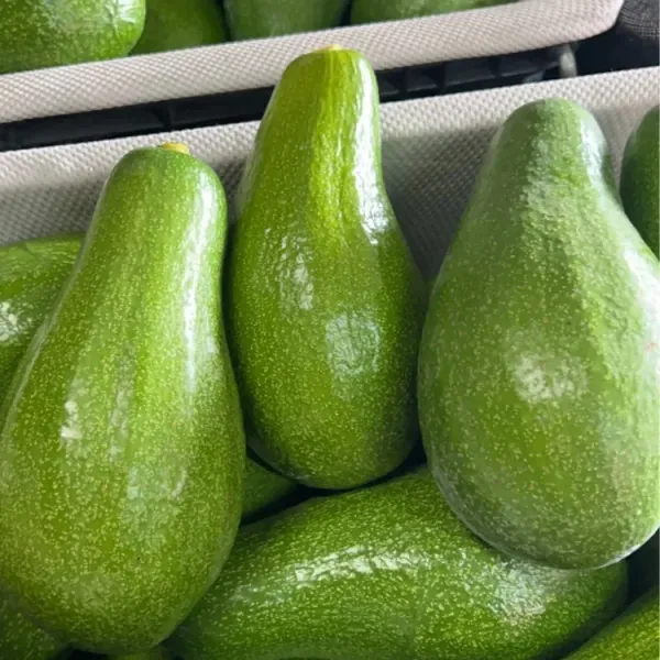 新北市農會真情食品館_屏東青農酪梨(7台斤)★生產追溯★加林及紅心圓混搭