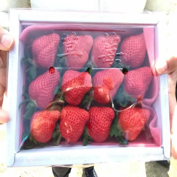 新北市農會真情食品館_天藍果園-大湖草莓(20顆X2盒)