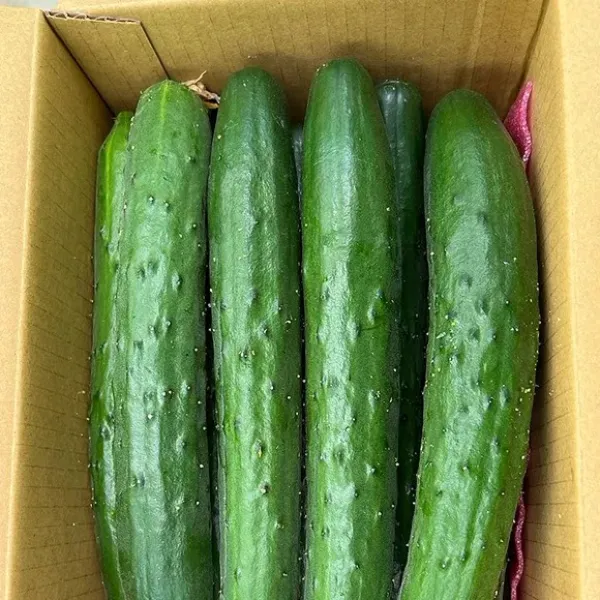 新北市農會真情食品館_【好瓜造】履歷小黃瓜-8台斤