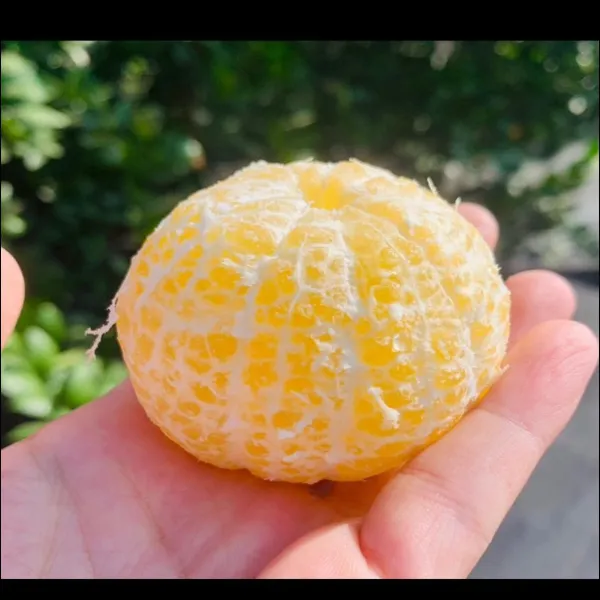 新北市農會真情食品館_褚譽帝王柑5斤★含運組★