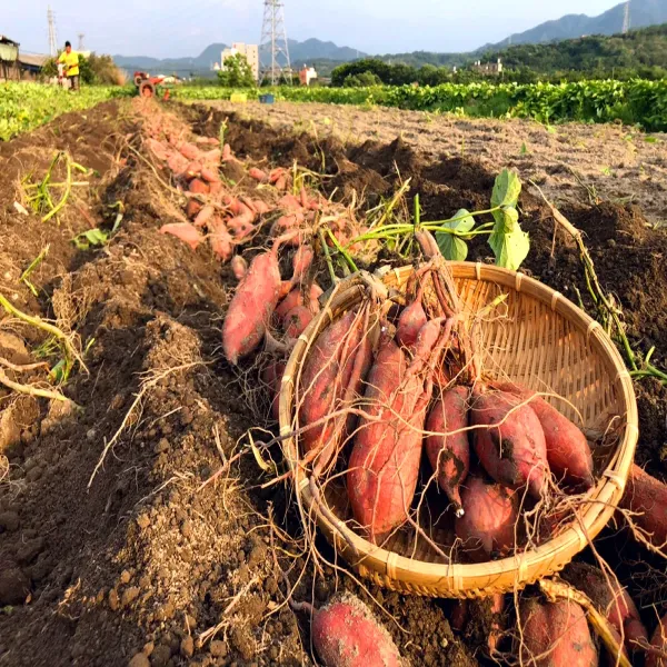 新北市農會真情食品館_金山紅心甘藷/地瓜-台農66號(5台斤/盒)