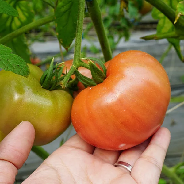 新北市農會真情食品館_礁溪溫泉蕃茄(5斤/約12-18粒)