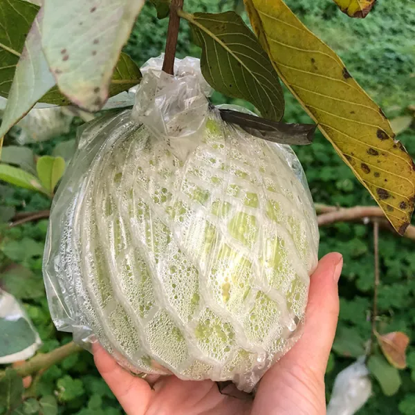 新北市農會真情食品館_搞剛農夫-珍珠芭樂10斤(17-21顆)