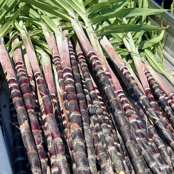 新北市農會真情食品館_【蔗° 辳家樂】紅甘蔗(600gx3包)★啃甘蔗-童年的回憶