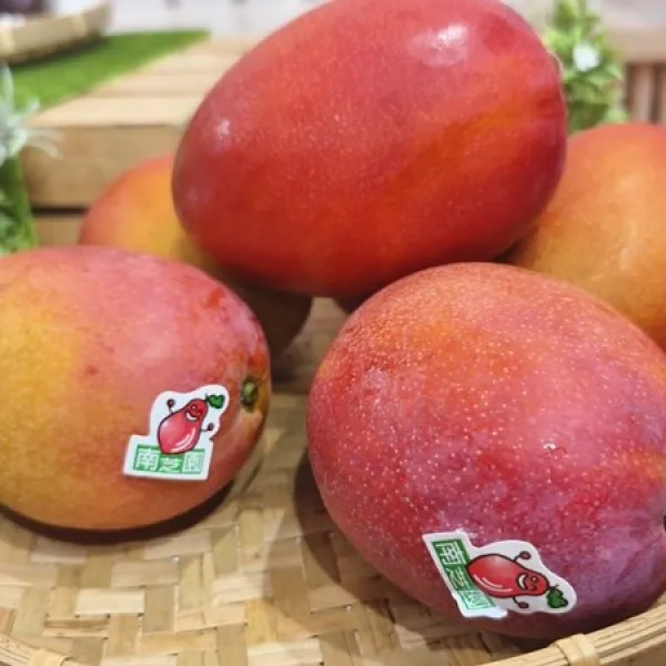 新北市農會真情食品館_(生產追溯)南芝園精品級愛文芒果5台斤(5-6顆)