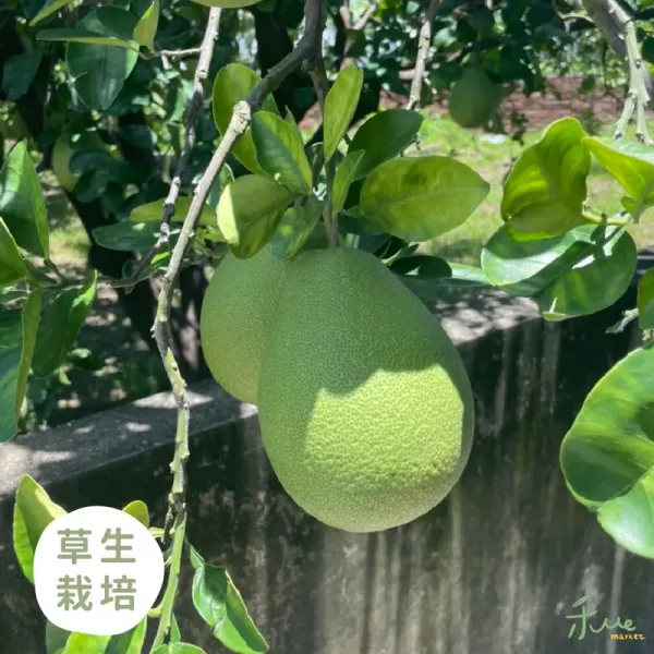 新北市農會真情食品館_(2盒)麻豆-老欉文旦(10斤)禮盒★生產追溯★