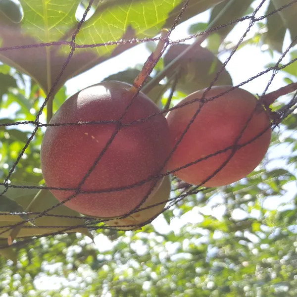 新北市農會真情食品館_埔里百香果(台農1號)10台斤