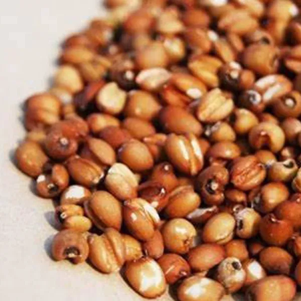 新北市農會真情食品館_朴子市農會-有機紅薏仁(300g)