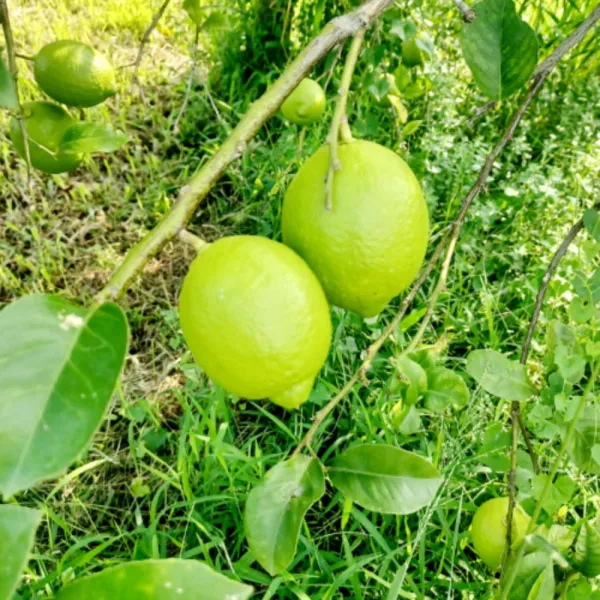 新北市農會真情食品館_立夏快閃-綠皮檸檬醋3瓶超值組