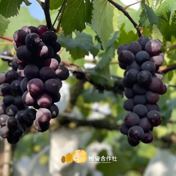 新北市農會真情食品館_(2盒)卓蘭褚譽巨峰葡萄2公斤精緻禮盒(生產追溯)