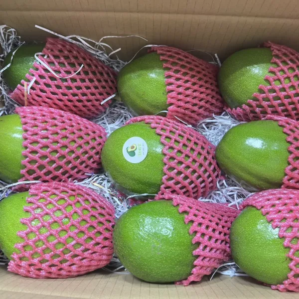 新北市農會真情食品館_大內農會-轉色酪梨10斤(9-13粒)