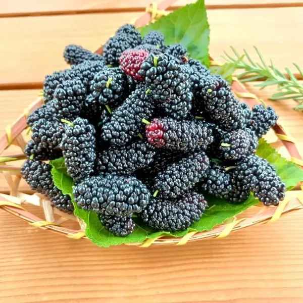 新北市農會真情食品館_新鮮桑椹(8台斤)