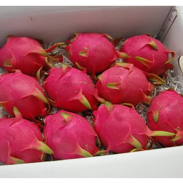 新北市農會真情食品館_陳家火龍果-紅肉10台斤/箱 (9-10粒)★產銷履歷★