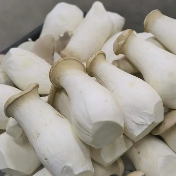 新北市農會真情食品館_頂級有機杏鮑菇禮盒(5台斤)