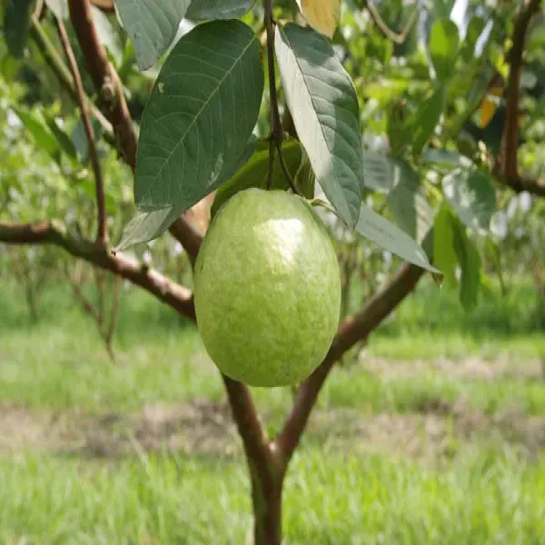 新北市農會真情食品館_溪州帝王芭樂4.5台斤(6粒)