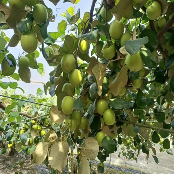 新北市農會真情食品館_棗樂子-爆漿蜜棗5斤(25-29粒)★產銷履歷