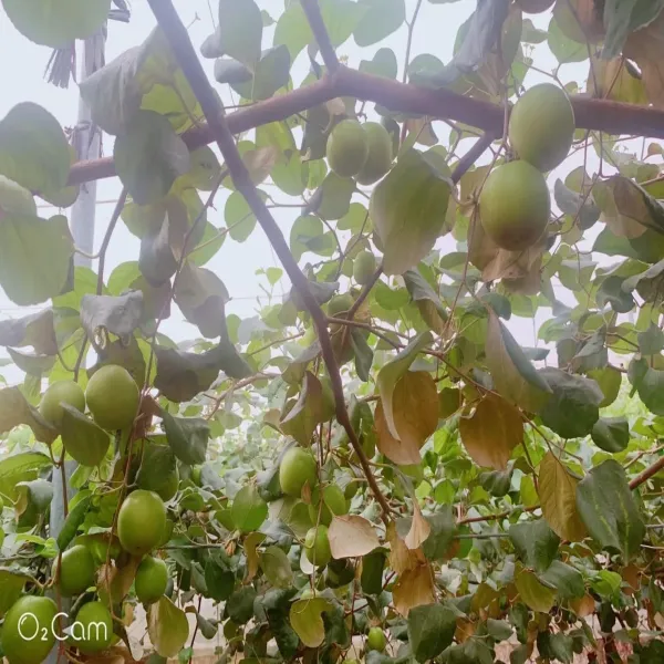 新北市農會真情食品館_爆漿蜜棗(25-29粒-5斤X4盒)★產銷履歷★