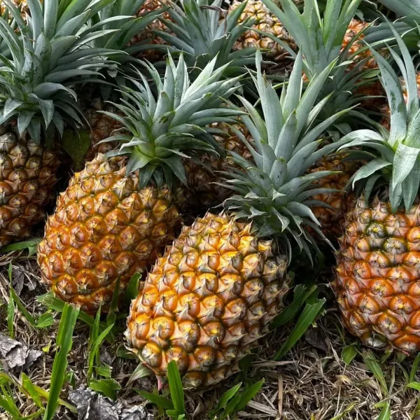 新北市農會真情食品館_銘泉有機金鑽鳳梨(8台斤/箱)
