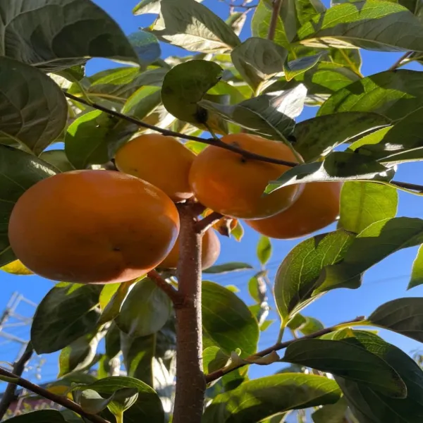 新北市農會真情食品館_【東勢農會】吉利市甜柿(9.5-10.4兩)6粒禮盒