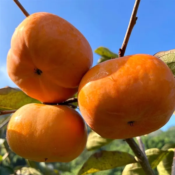 新北市農會真情食品館_【東勢農會】柿柿如意(9.5-10.4兩)4粒禮盒