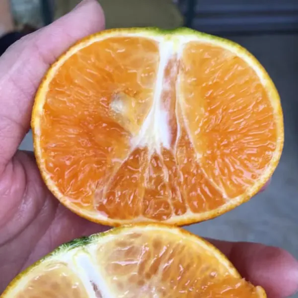 新北市農會真情食品館_嘉東茂谷柑27A10斤(26-29粒)★產銷履歷★產地直送