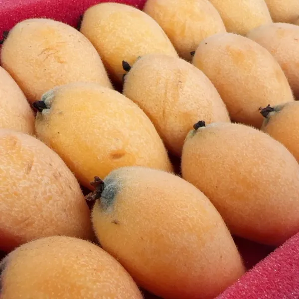 新北市農會真情食品館_新社頭櫃枇杷(15A/3盒)★含運組★