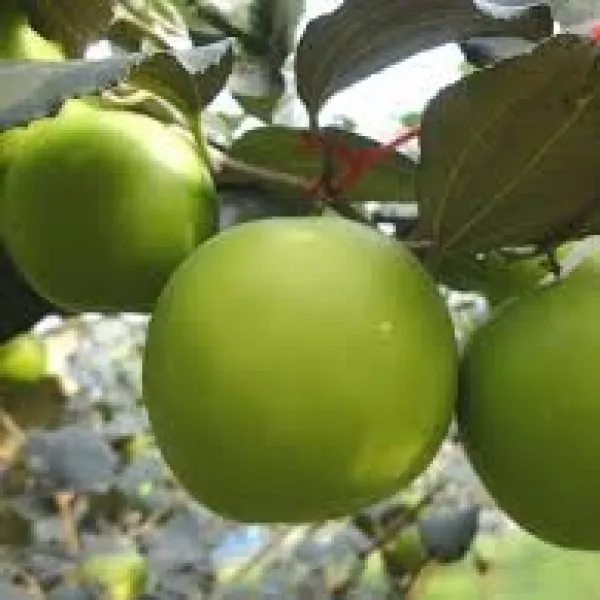 新北市農會真情食品館_(2盒)大社特級珍蜜棗5斤24粒(高雄11號)