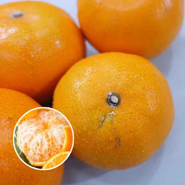 新北市農會真情食品館_(2箱)茂谷柑(25A10斤/28-32粒)★產銷履歷★