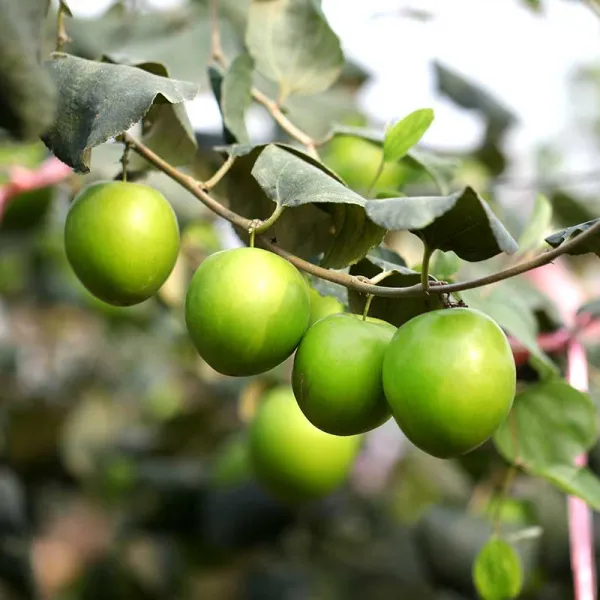 新北市農會真情食品館_大社特級珍愛蜜棗(5斤24粒)(4盒)