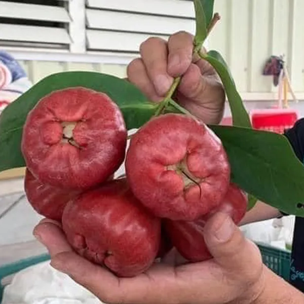 新北市農會真情食品館_芳興莊園-黑珍珠蓮霧禮盒極品頂級(3台斤/12-20顆入)★含運組★產地直送