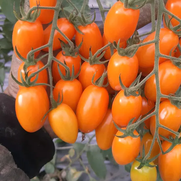 新北市農會真情食品館_美濃澄蜜小蕃茄(600gX4盒)★產銷履歷★