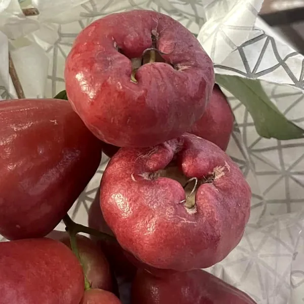 新北市農會真情食品館_芳興莊園-黑珍珠蓮霧禮盒中果(3台斤/21-24顆入)