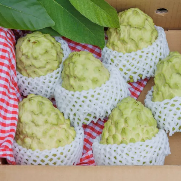 新北市農會真情食品館_東河鳳梨釋迦鮮果禮盒10台斤(8-10粒)