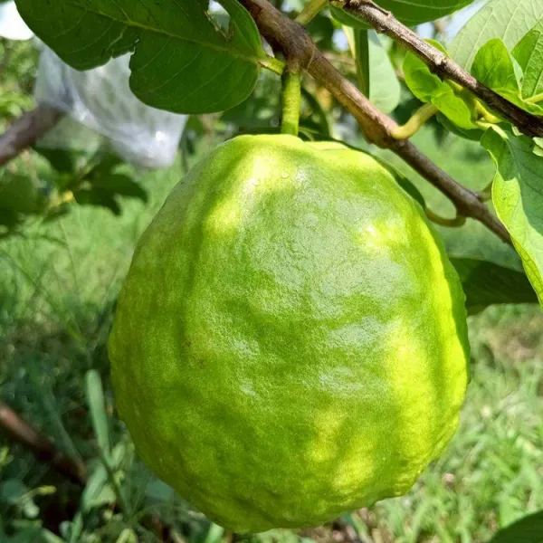 新北市農會真情食品館_搞剛農夫-津翠芭樂5斤(7-10顆)