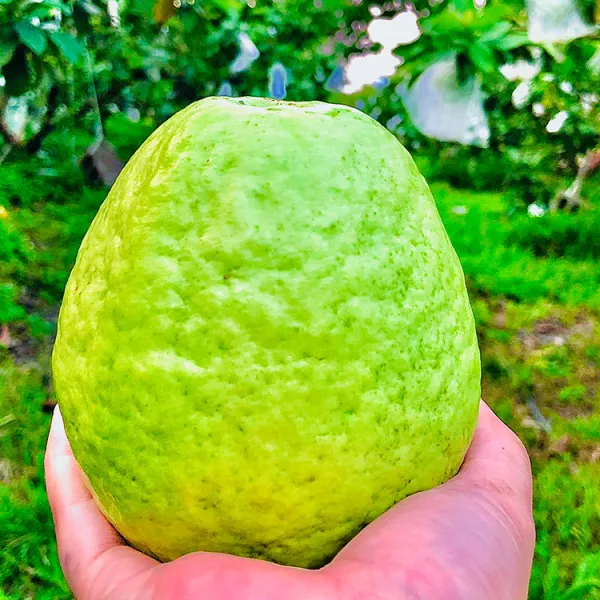 新北市農會真情食品館_搞剛農夫-津翠芭樂10斤(15-20顆)