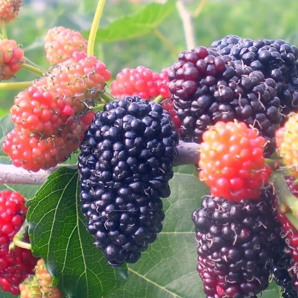 新北市農會真情食品館_桑樂實業-有機新鮮桑椹(10斤)