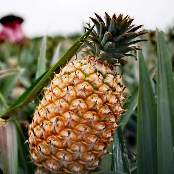 新北市農會真情食品館_鳳梨世家金鑽鳳梨10公斤(7~9支)