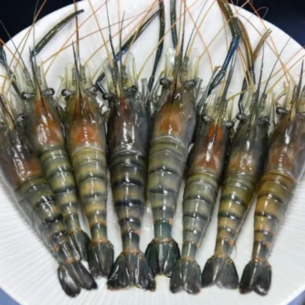 新北市農會真情食品館_鮮凍大紅頭母蝦(12-15尾)
