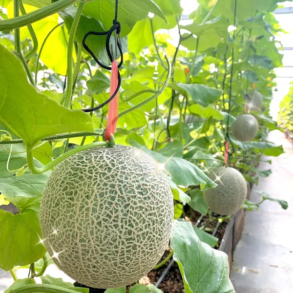 新北市農會真情食品館_阿露斯洋香瓜(粗網)雙入禮盒(1.5~1.8kg x2)